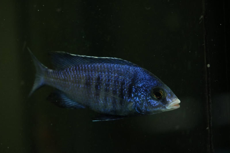 Placidochromis phenochilus 'Mdoka Reef'